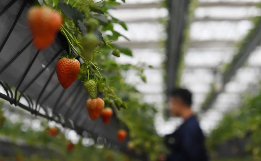 合肥，乘風(fēng)破浪！再攀高峰！初級農(nóng)產(chǎn)品產(chǎn)業(yè)發(fā)展新篇章