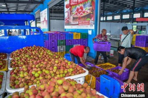 荔枝漲價，產(chǎn)量或腰斬，皆因天氣作祟