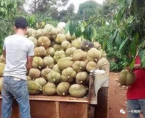 實(shí)拍中越邊境 山水相連處的田園詩(shī)，那些勤勞美麗的姑娘們