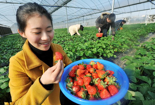 零基礎(chǔ)農(nóng)村電商第一課 創(chuàng)業(yè)之初三大定位決定成敗，盲目跟風(fēng)易虧錢(qián)（以初級(jí)農(nóng)產(chǎn)品為例）
